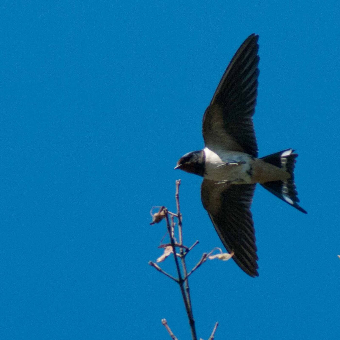 2016-08-31 - NSG Brandheide Recklinghausen