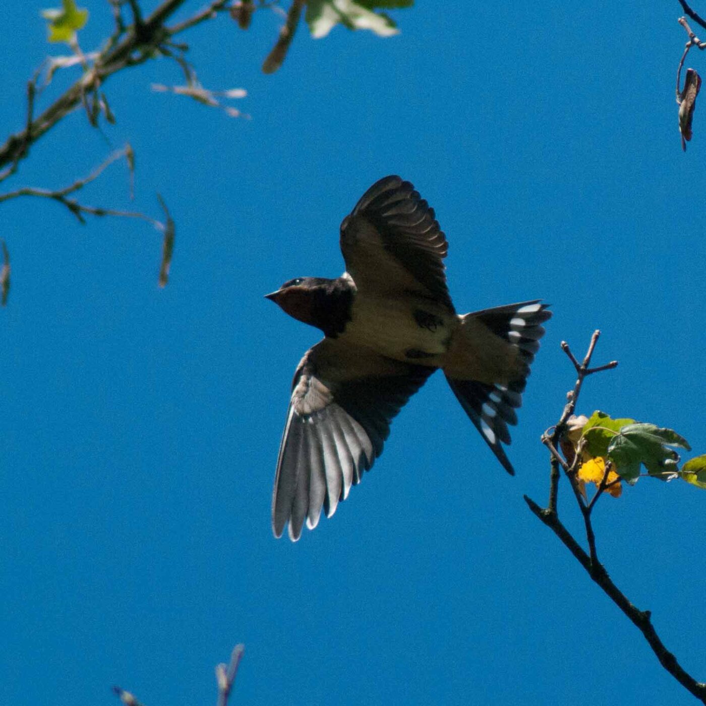 2016-08-31 - NSG Brandheide Recklinghausen