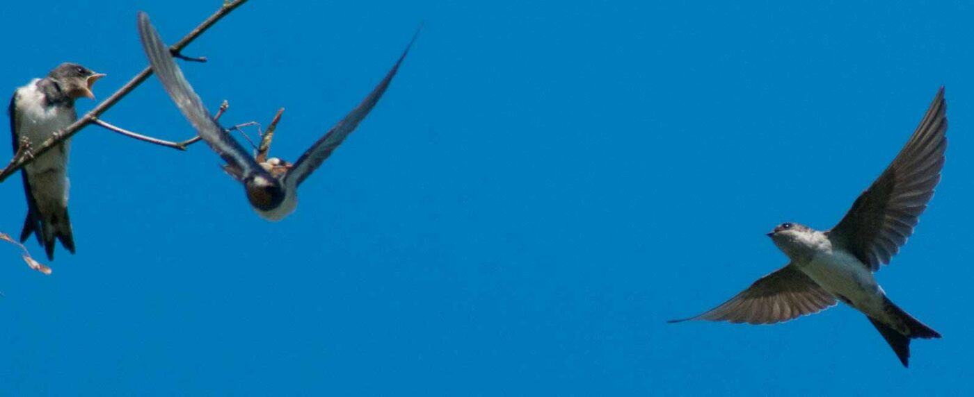 2016-08-31 - NSG Brandheide Recklinghausen