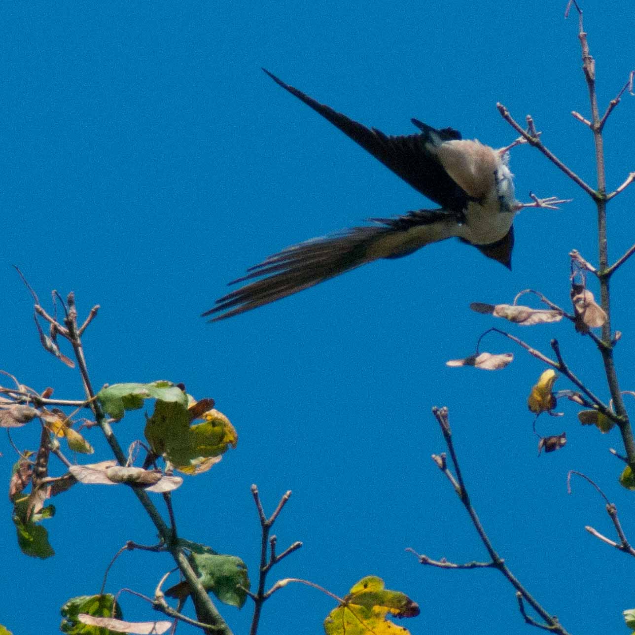 2016-08-31 - NSG Brandheide Recklinghausen