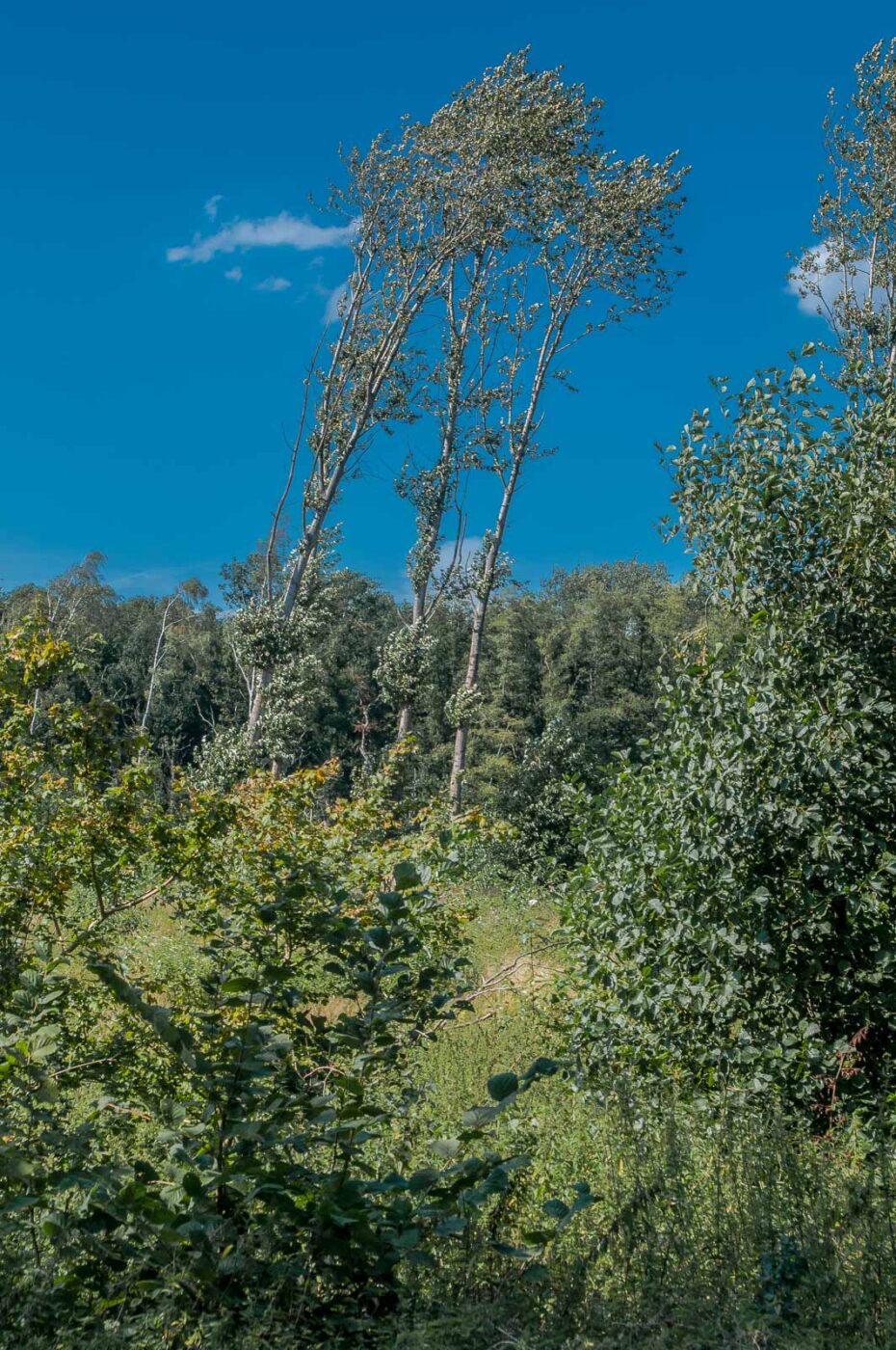 2016-08-31 - NSG Brandheide Recklinghausen