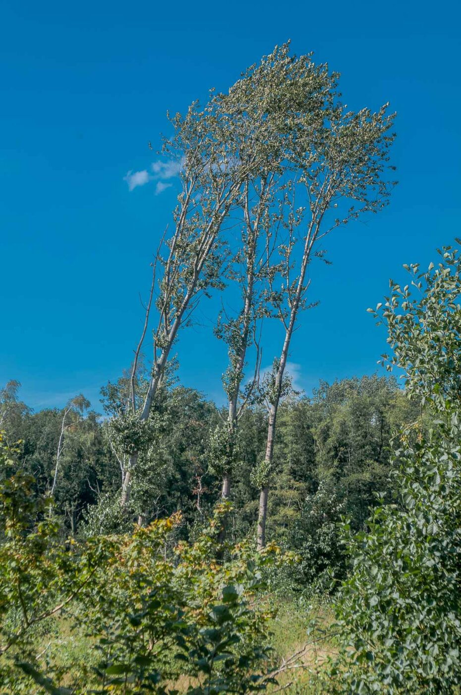 2016-08-31 - NSG Brandheide Recklinghausen