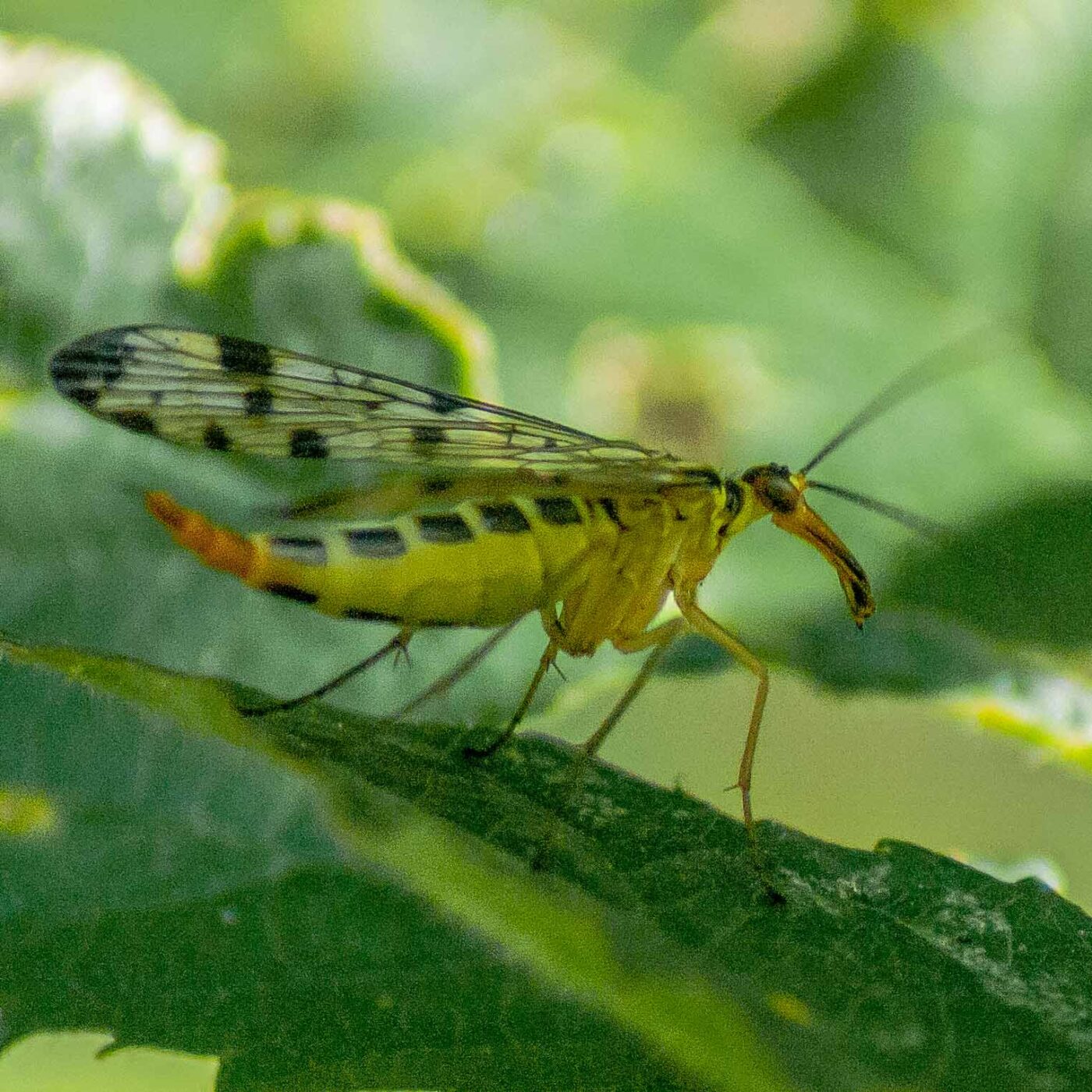 2016-08-31 - NSG Brandheide Recklinghausen