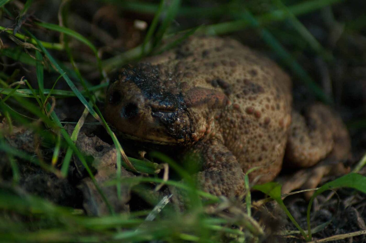 2016-08-31 - NSG Brandheide Recklinghausen