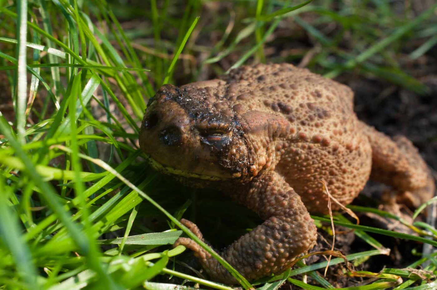 2016-08-31 - NSG Brandheide Recklinghausen
