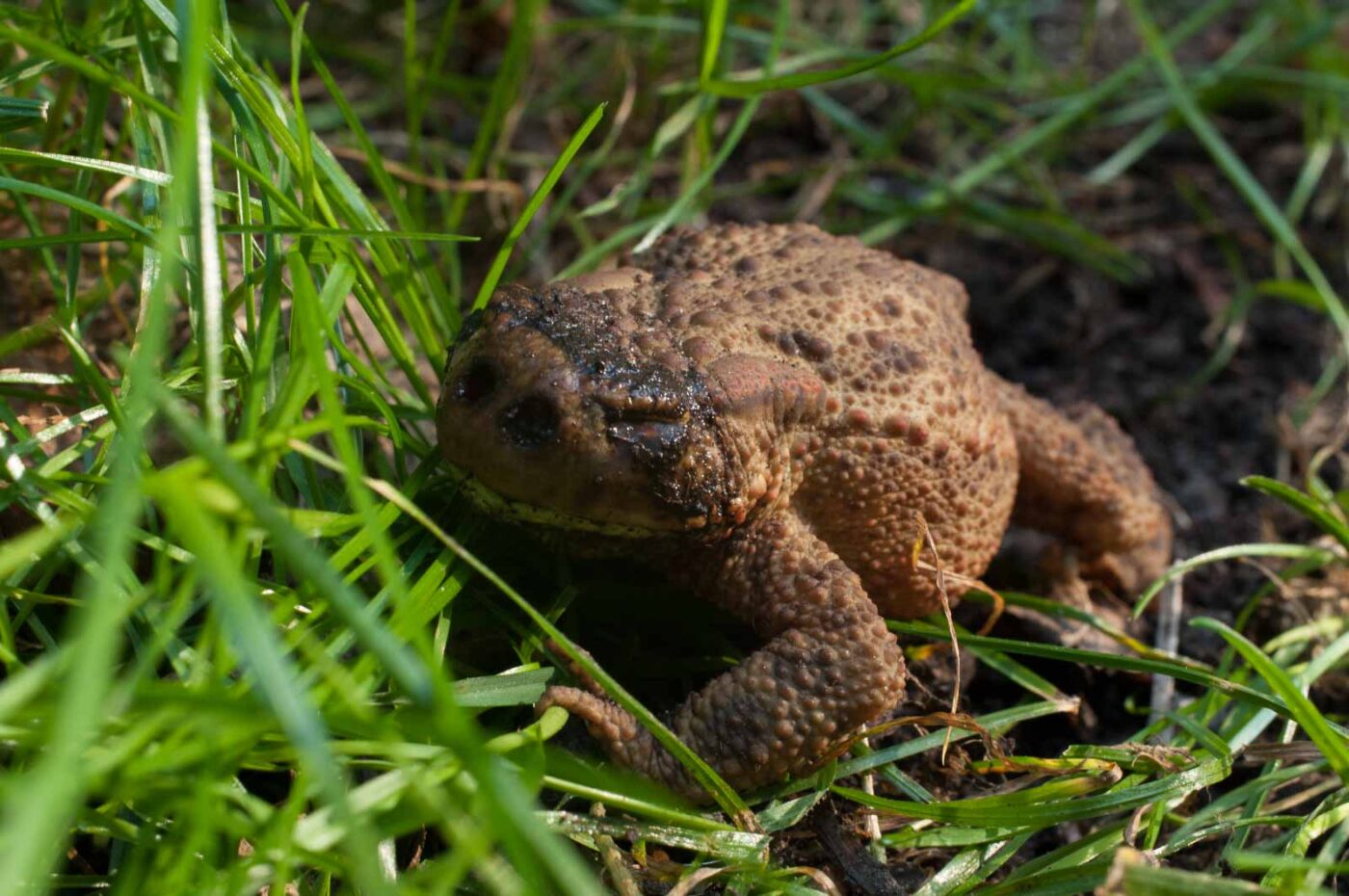 2016-08-31 - NSG Brandheide Recklinghausen