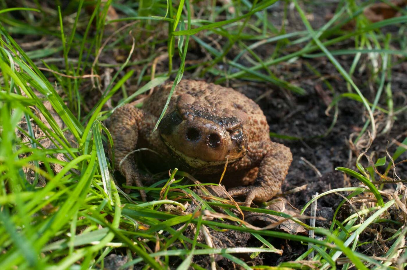 2016-08-31 - NSG Brandheide Recklinghausen