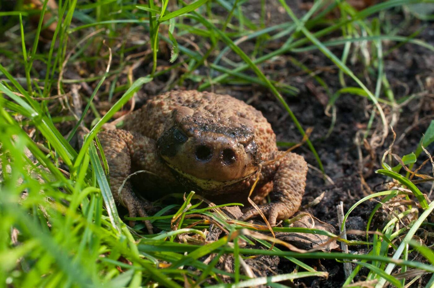 2016-08-31 - NSG Brandheide Recklinghausen