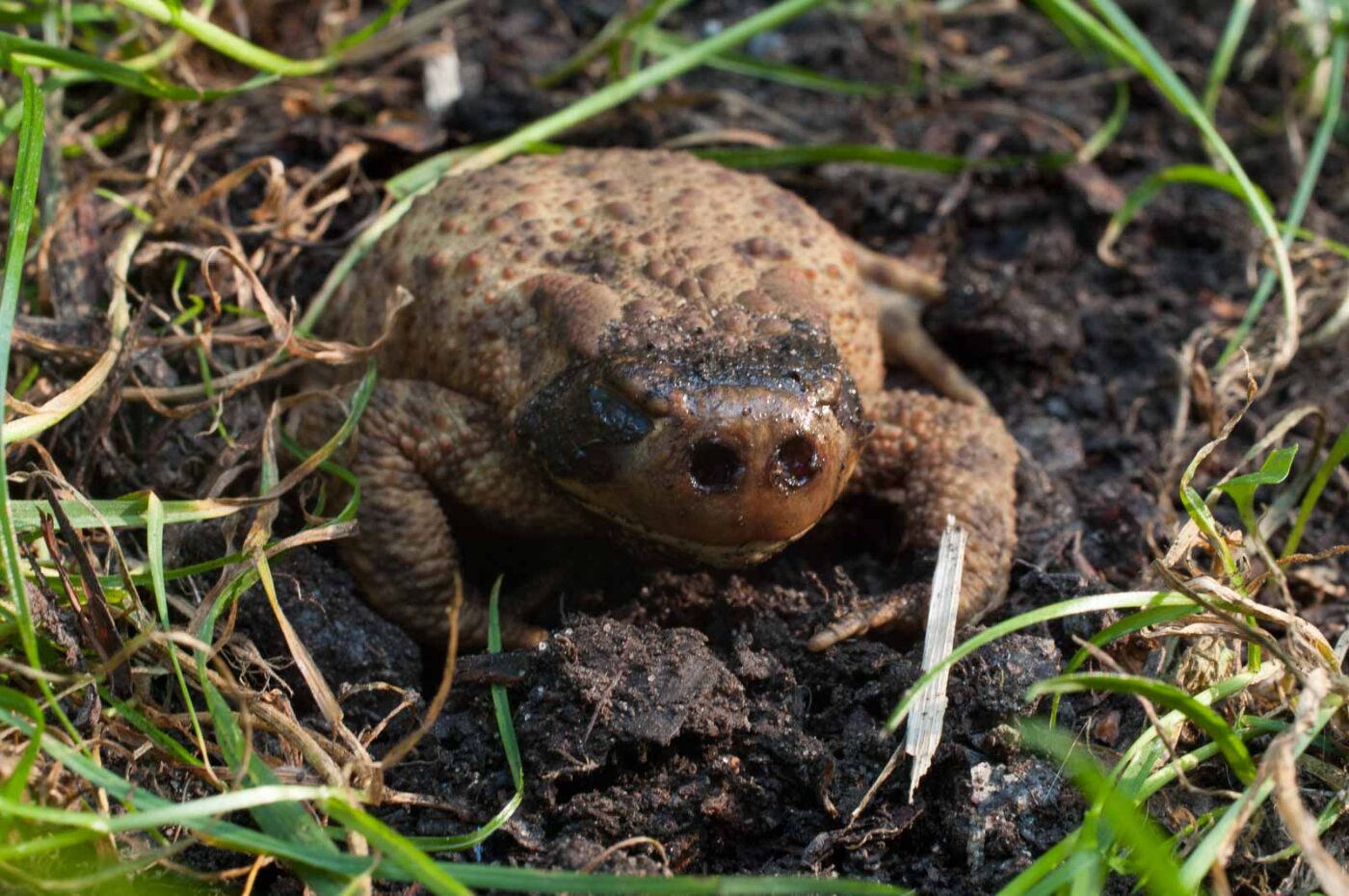 2016-08-31 - NSG Brandheide Recklinghausen