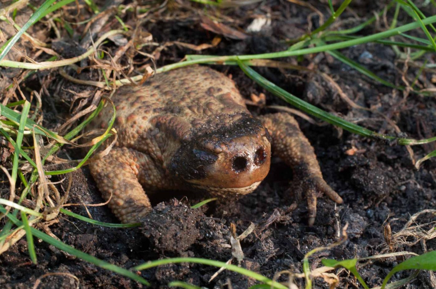 2016-08-31 - NSG Brandheide Recklinghausen