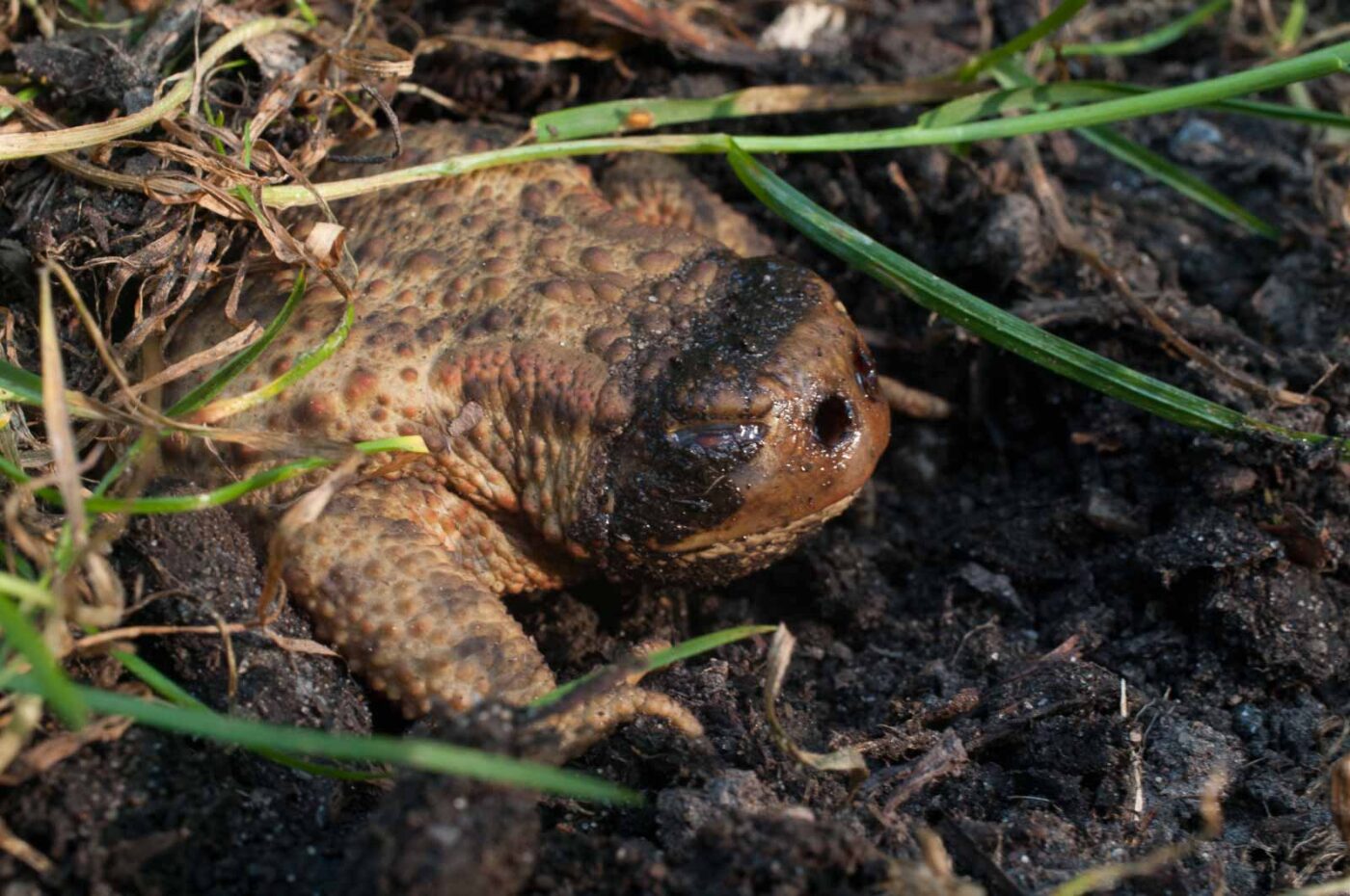 2016-08-31 - NSG Brandheide Recklinghausen