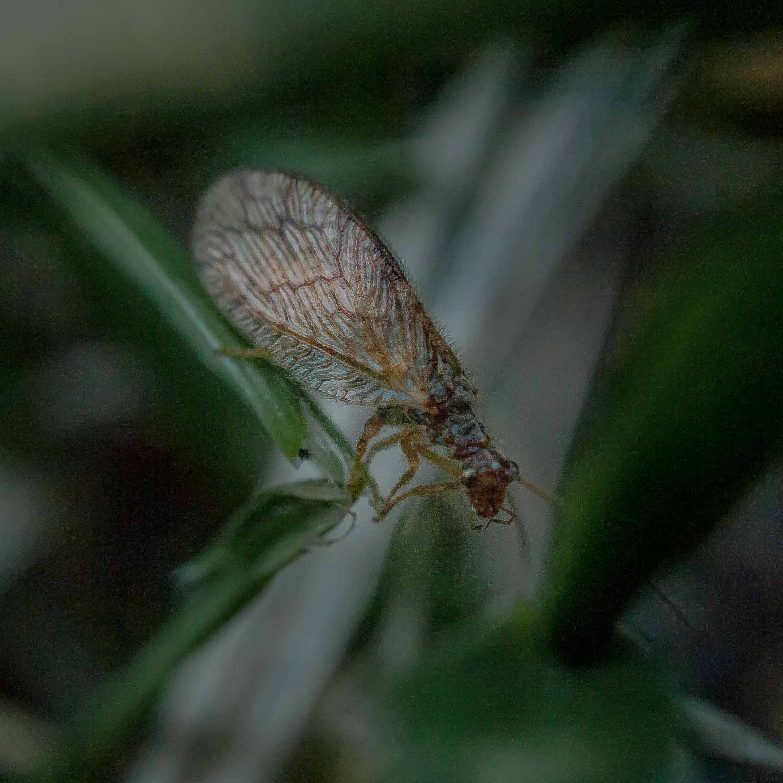 °wasserflorfliege°