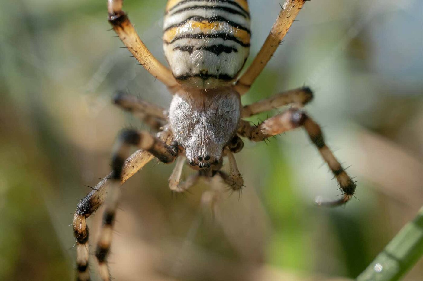 2016-09-02 - NSG Brandheide Recklinghausen