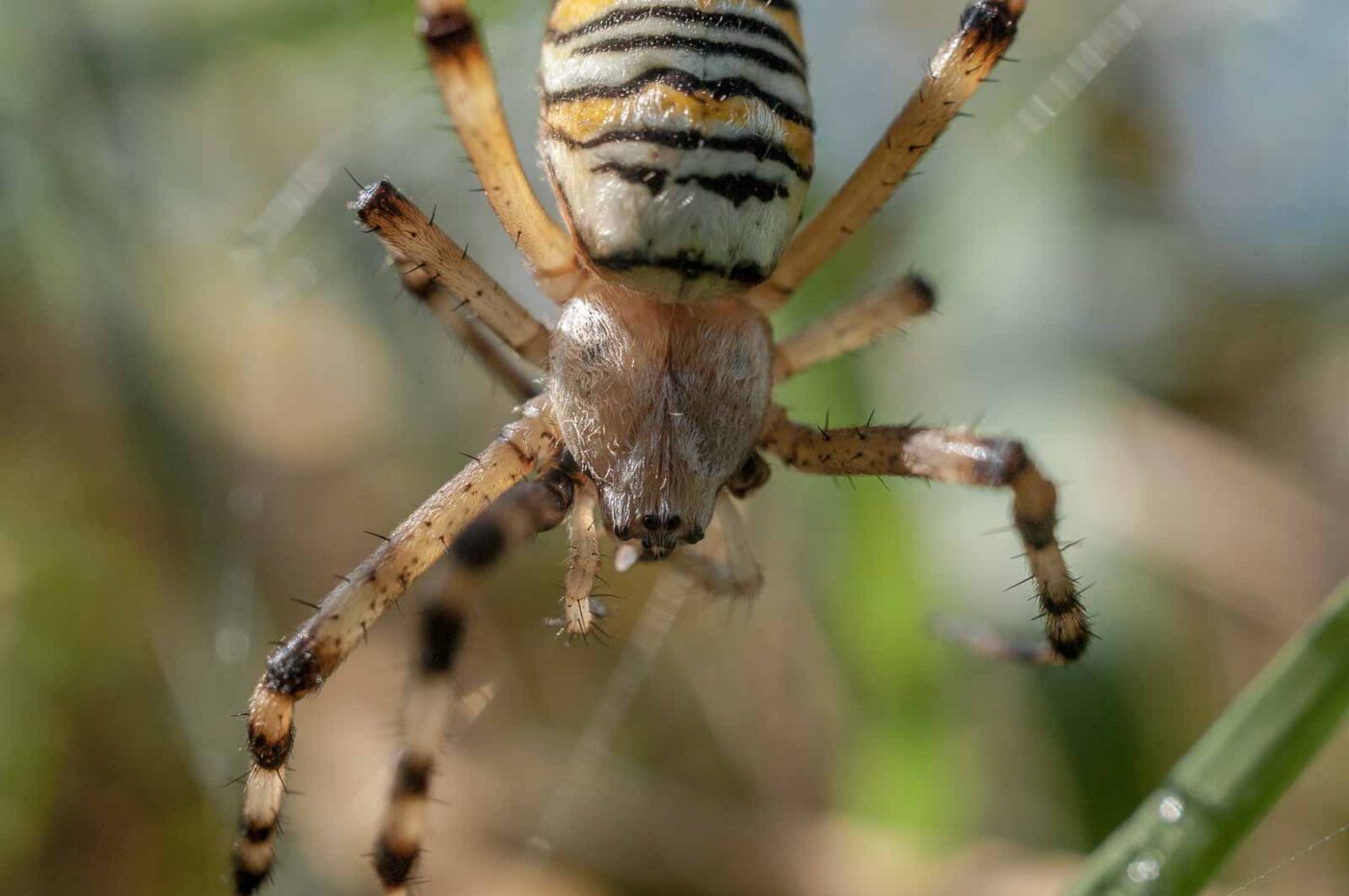 2016-09-02 - NSG Brandheide Recklinghausen