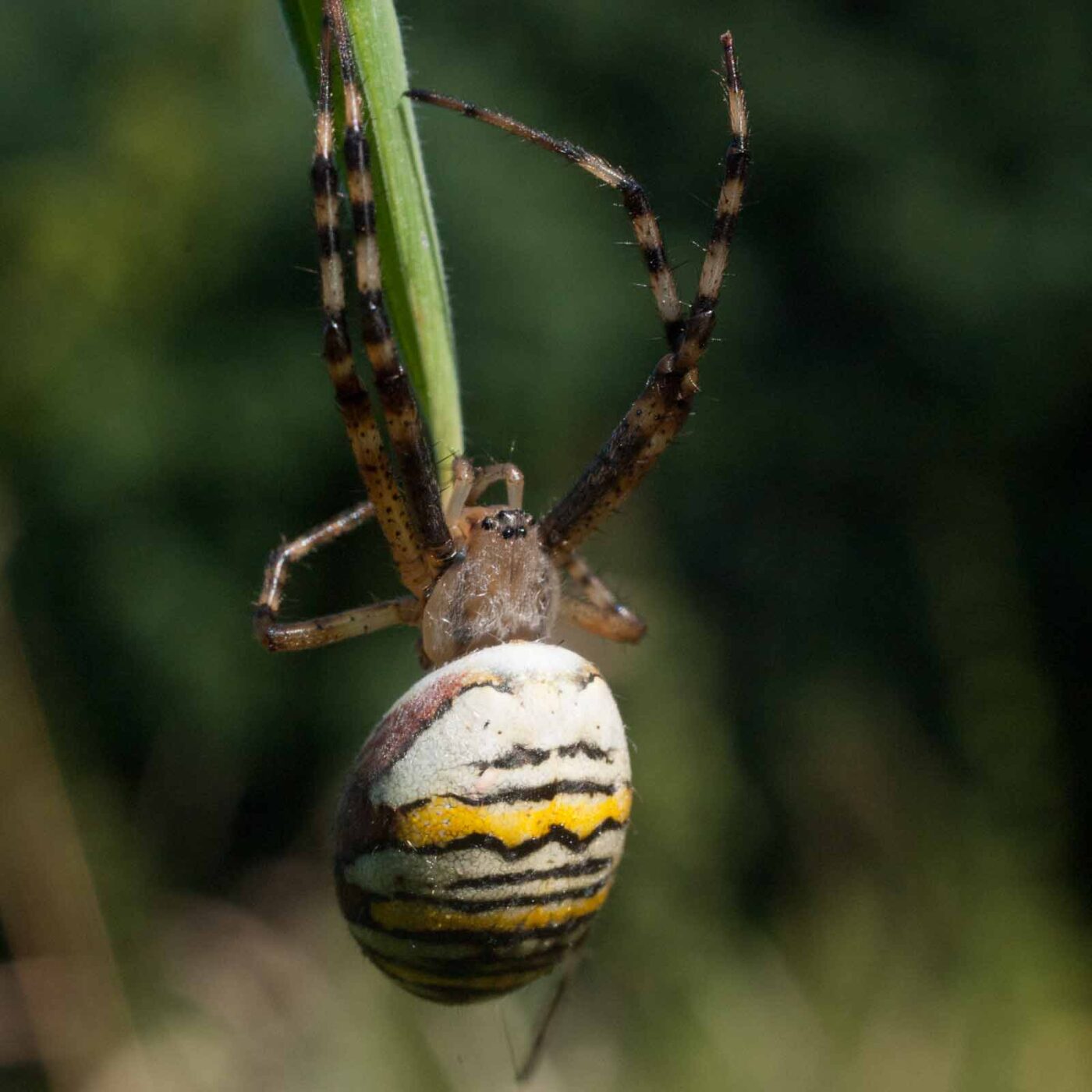 2016-09-02 - NSG Brandheide Recklinghausen