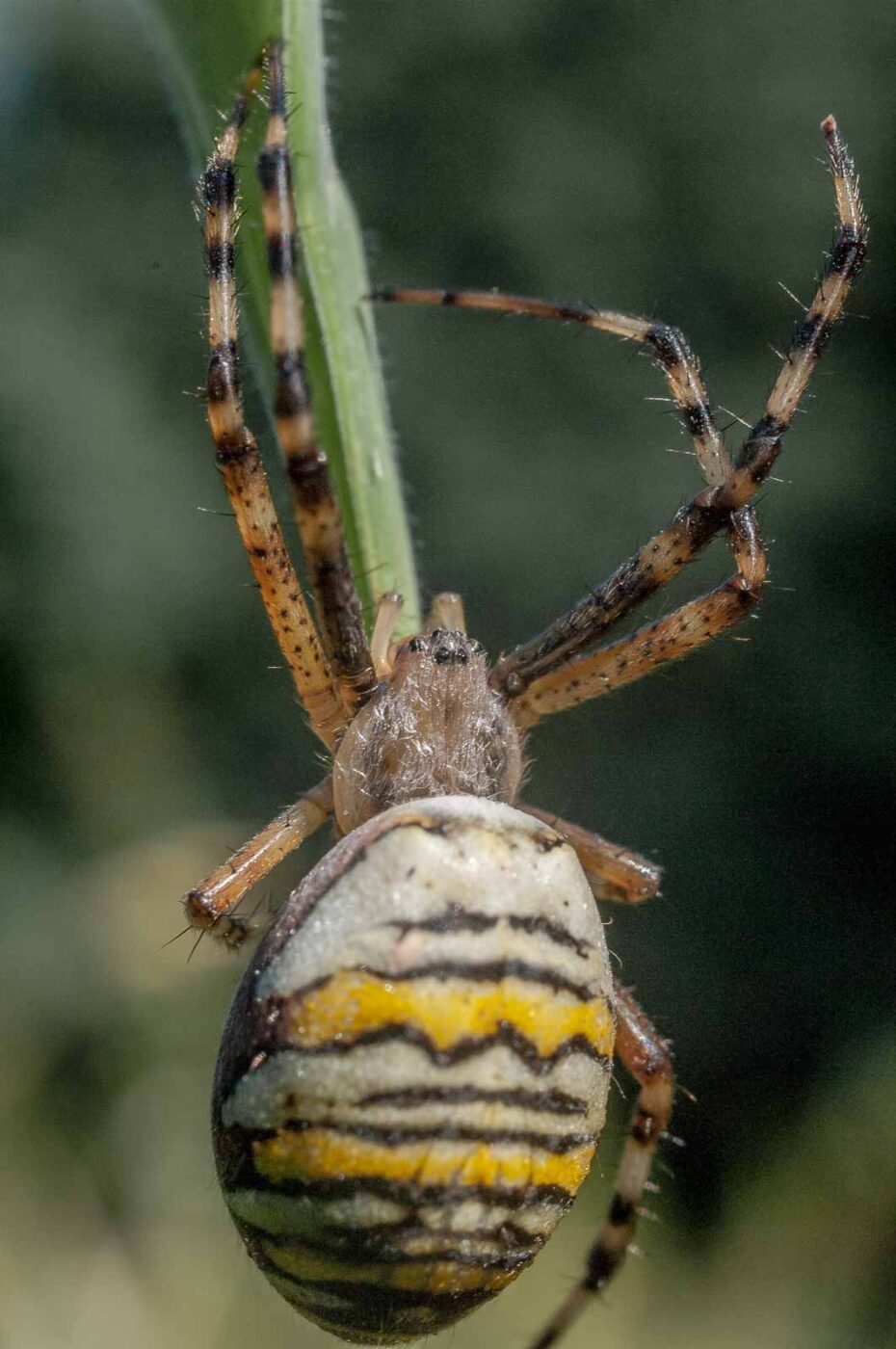 2016-09-02 - NSG Brandheide Recklinghausen