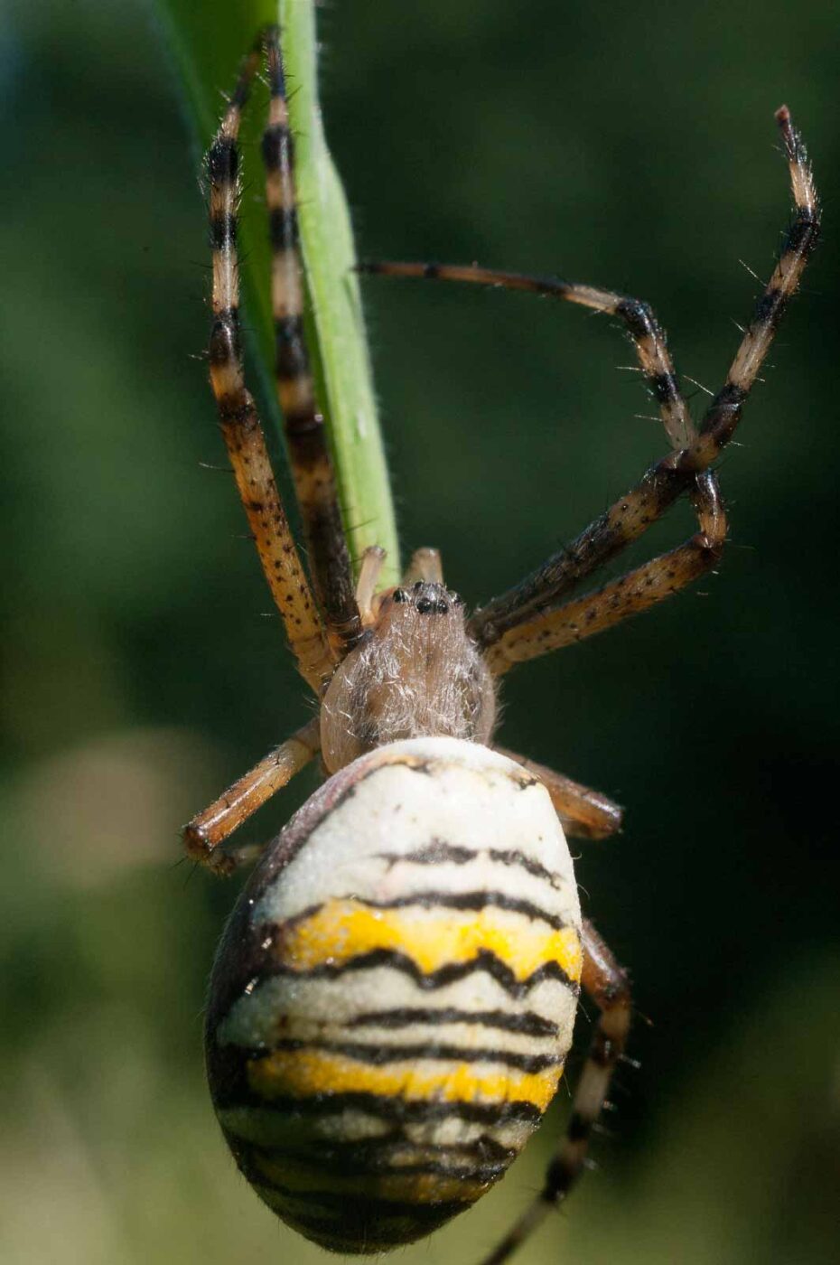 2016-09-02 - NSG Brandheide Recklinghausen