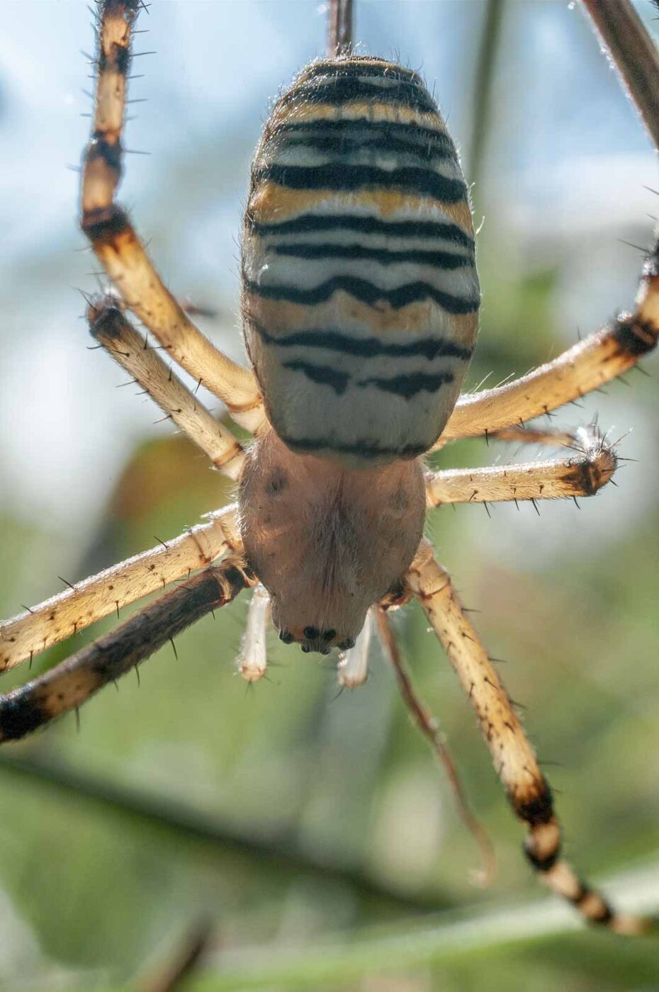 2016-09-02 - NSG Brandheide Recklinghausen