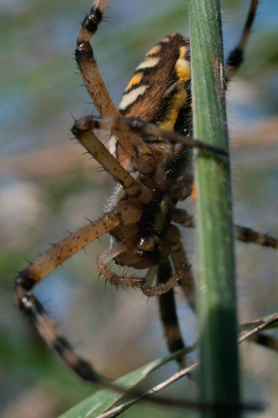 2016-09-02 - NSG Brandheide Recklinghausen