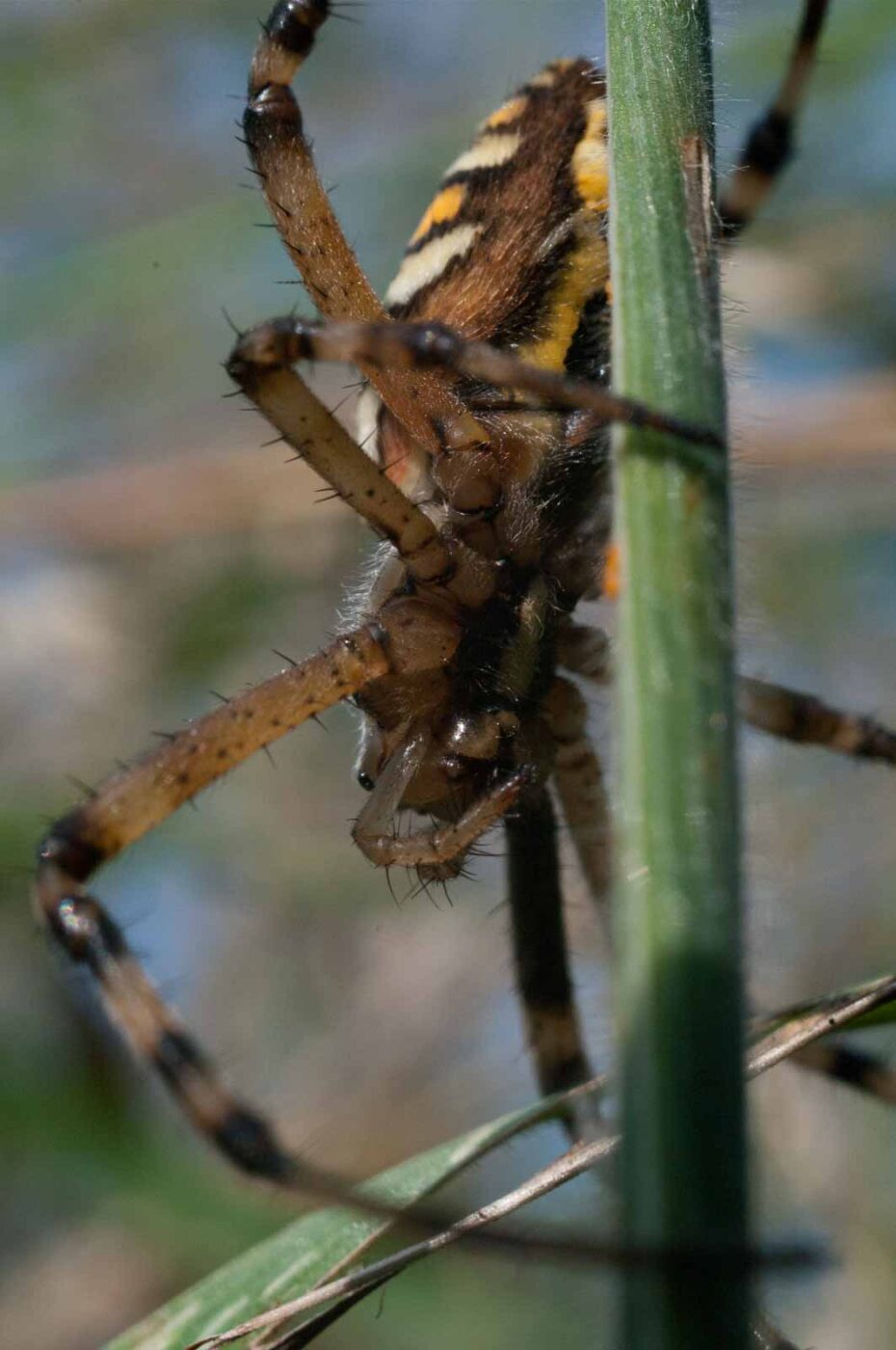 2016-09-02 - NSG Brandheide Recklinghausen