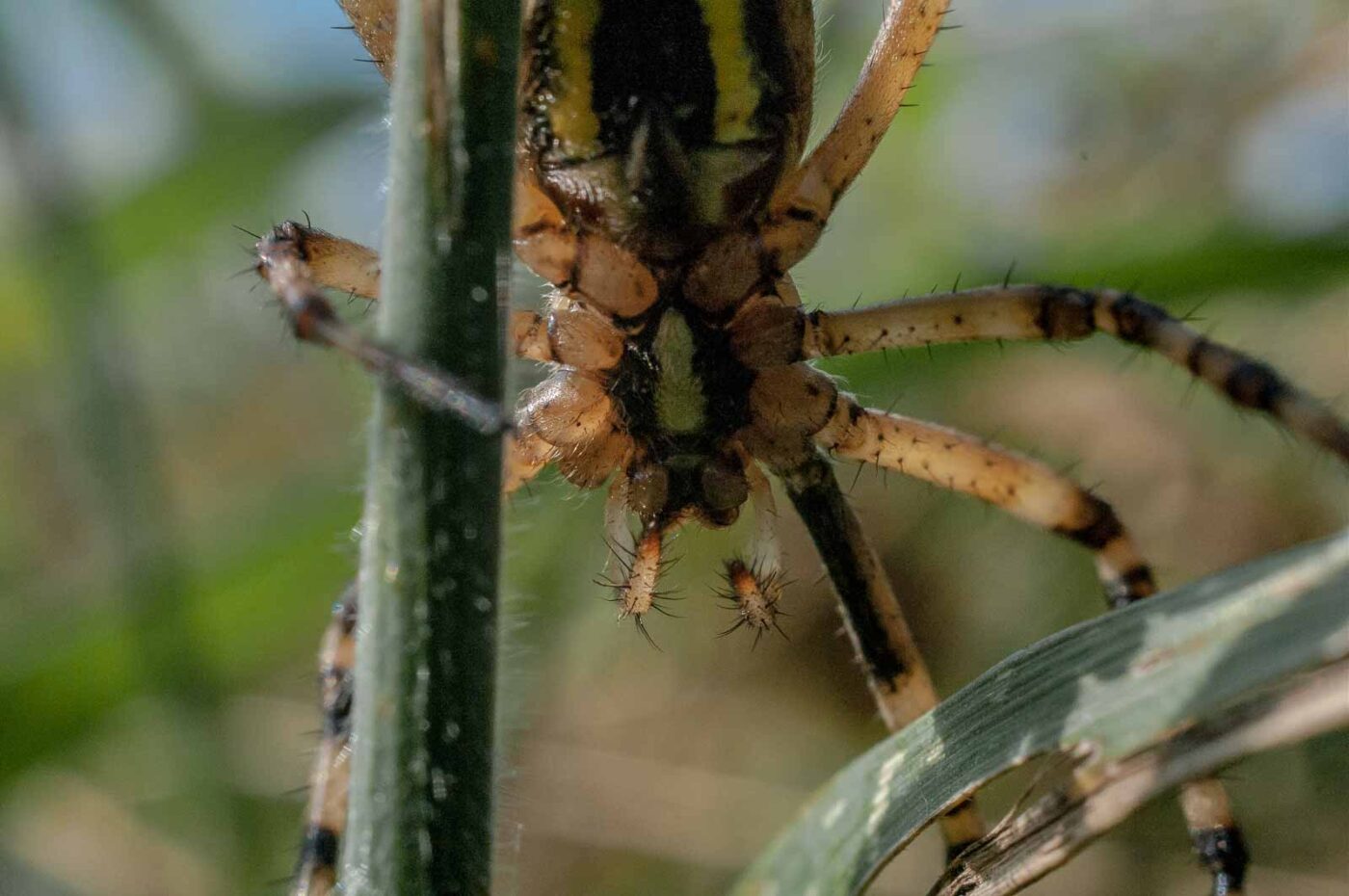 2016-09-02 - NSG Brandheide Recklinghausen