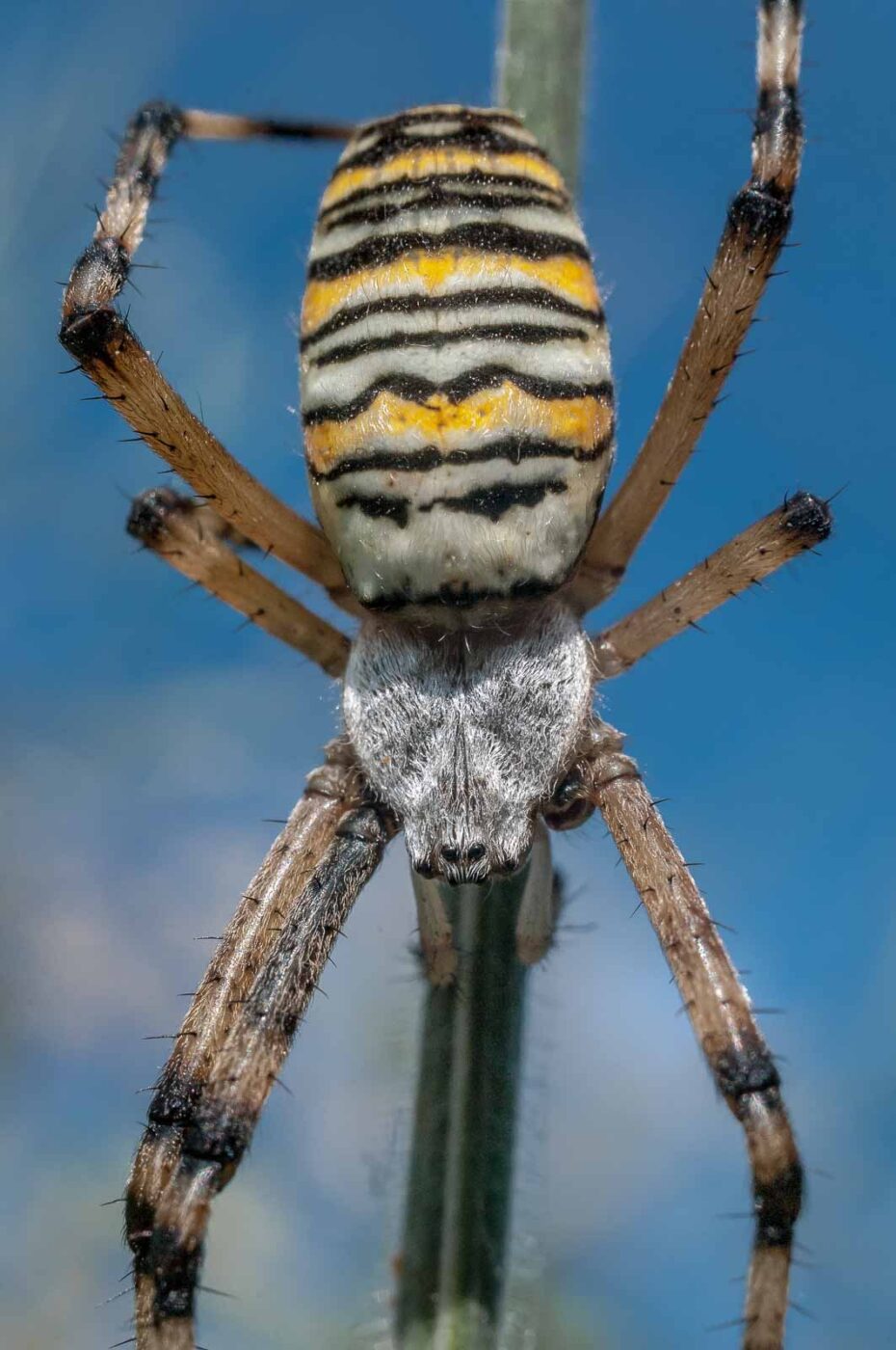 2016-09-02 - NSG Brandheide Recklinghausen