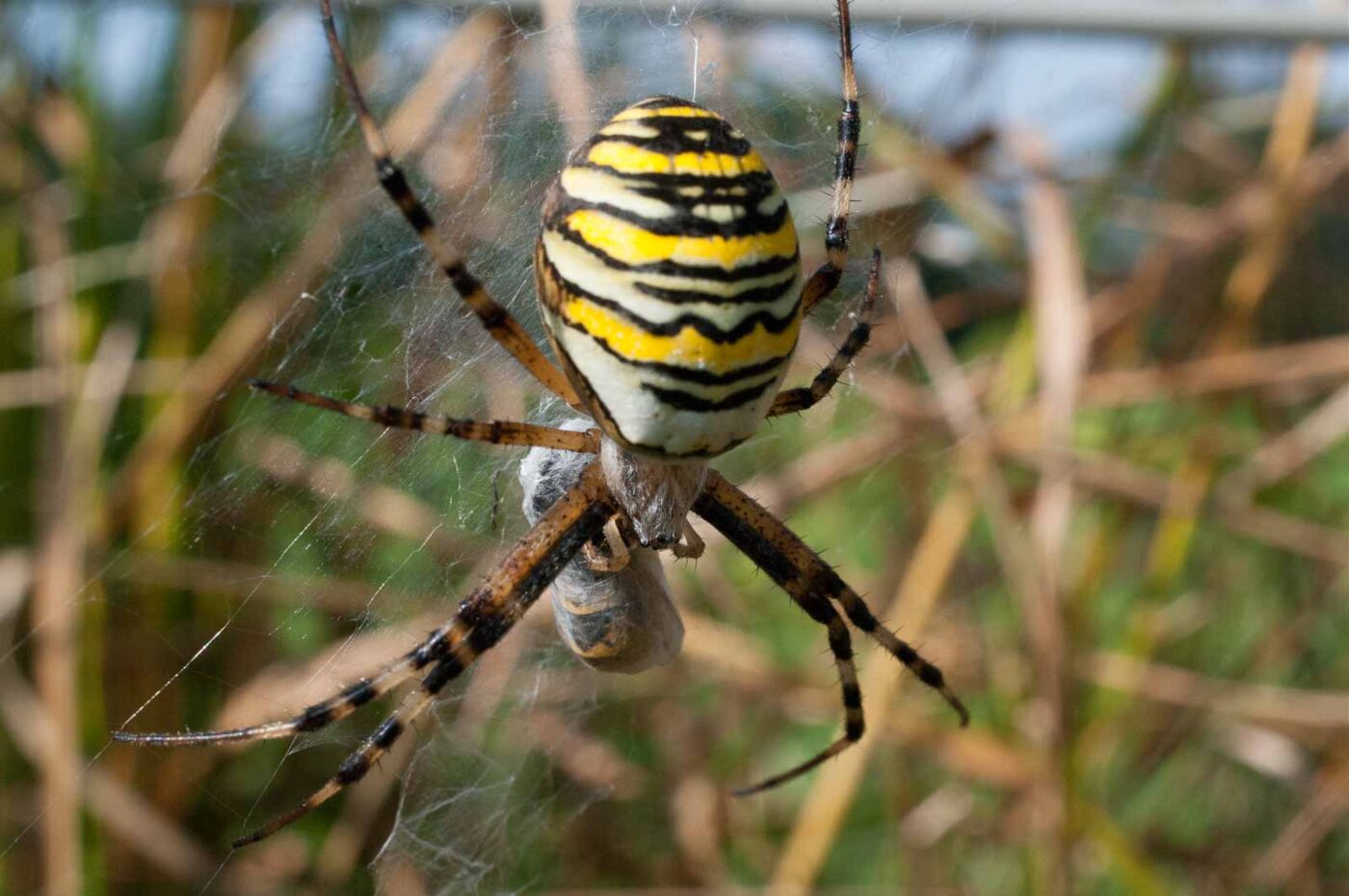 2016-09-02 - NSG Brandheide Recklinghausen