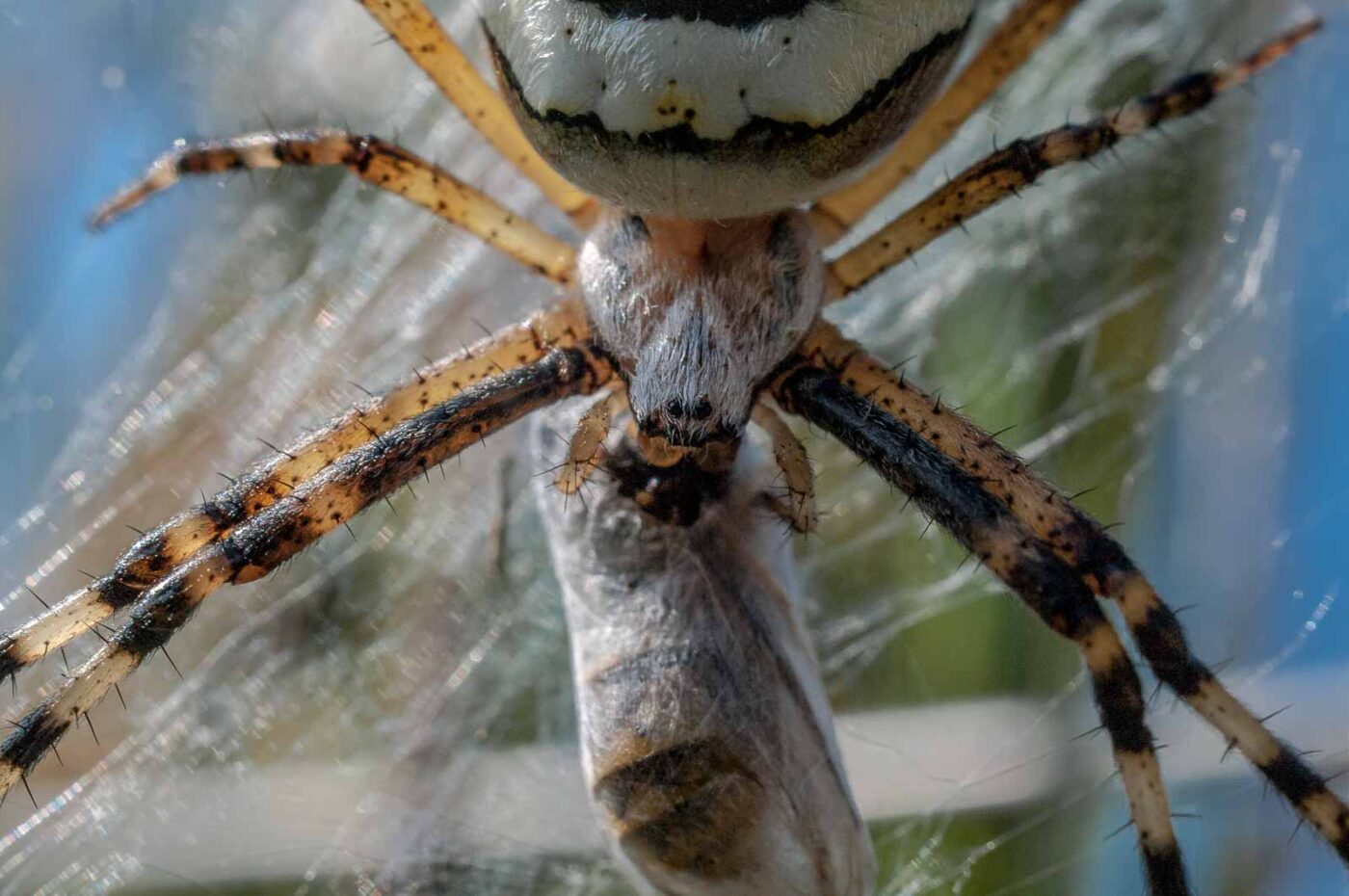 2016-09-02 - NSG Brandheide Recklinghausen