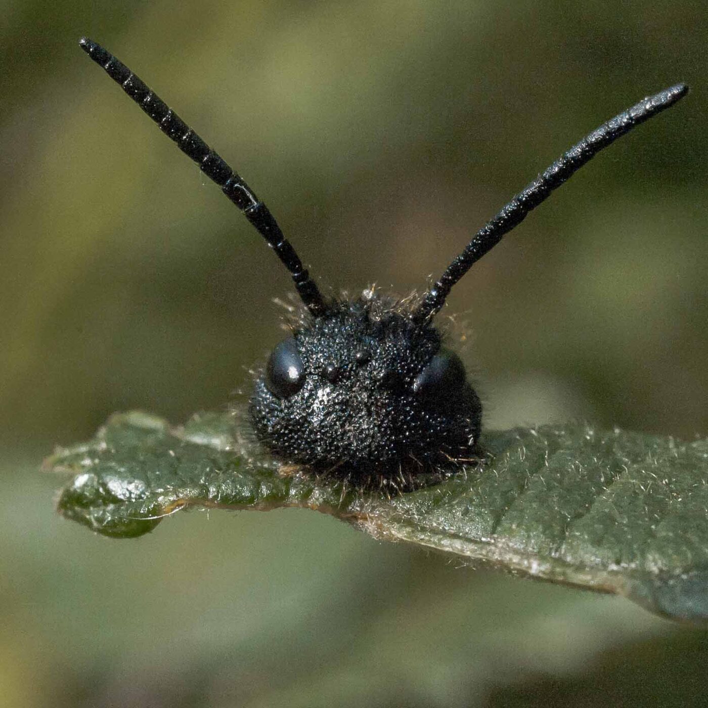 2016-09-02 - NSG Brandheide Recklinghausen