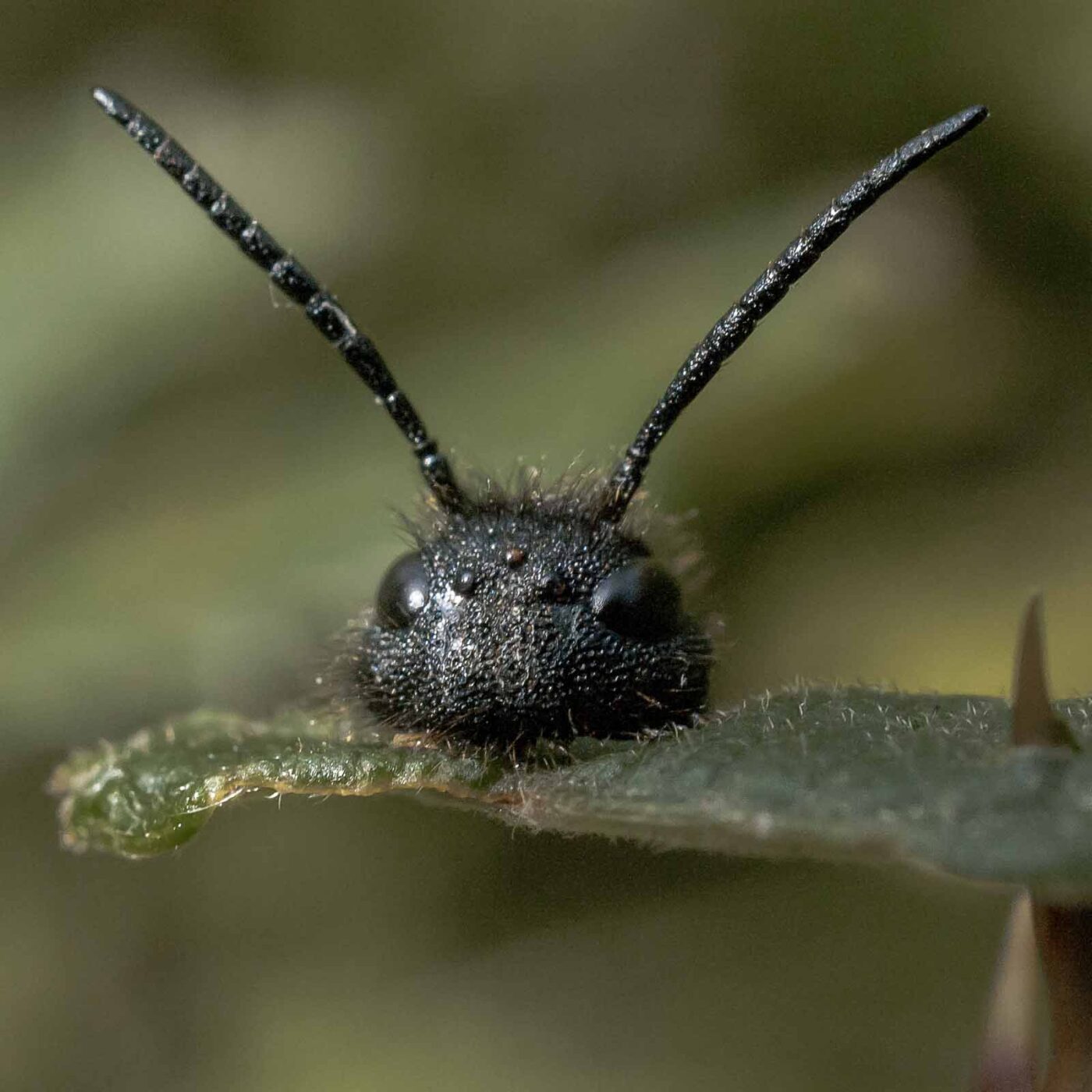 2016-09-02 - NSG Brandheide Recklinghausen