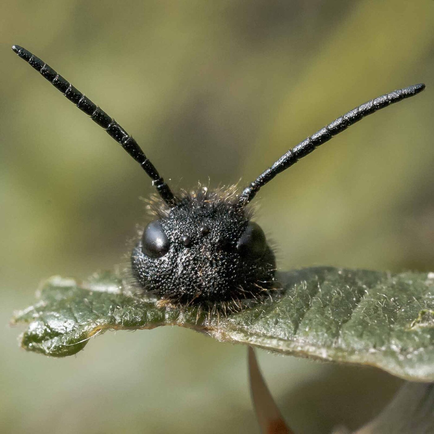 2016-09-02 - NSG Brandheide Recklinghausen