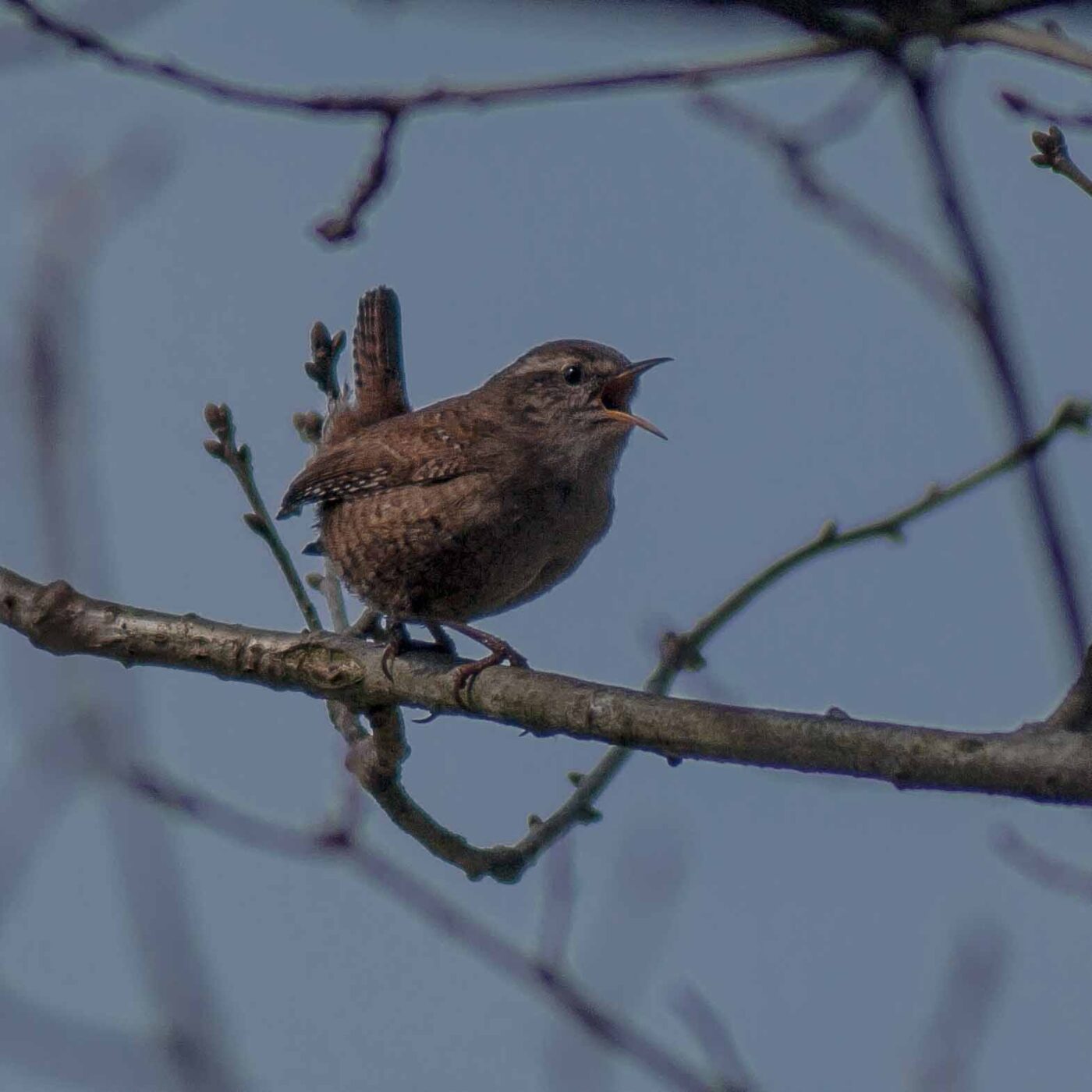 2017-03-26 - NSG Brandheide Recklinghausen