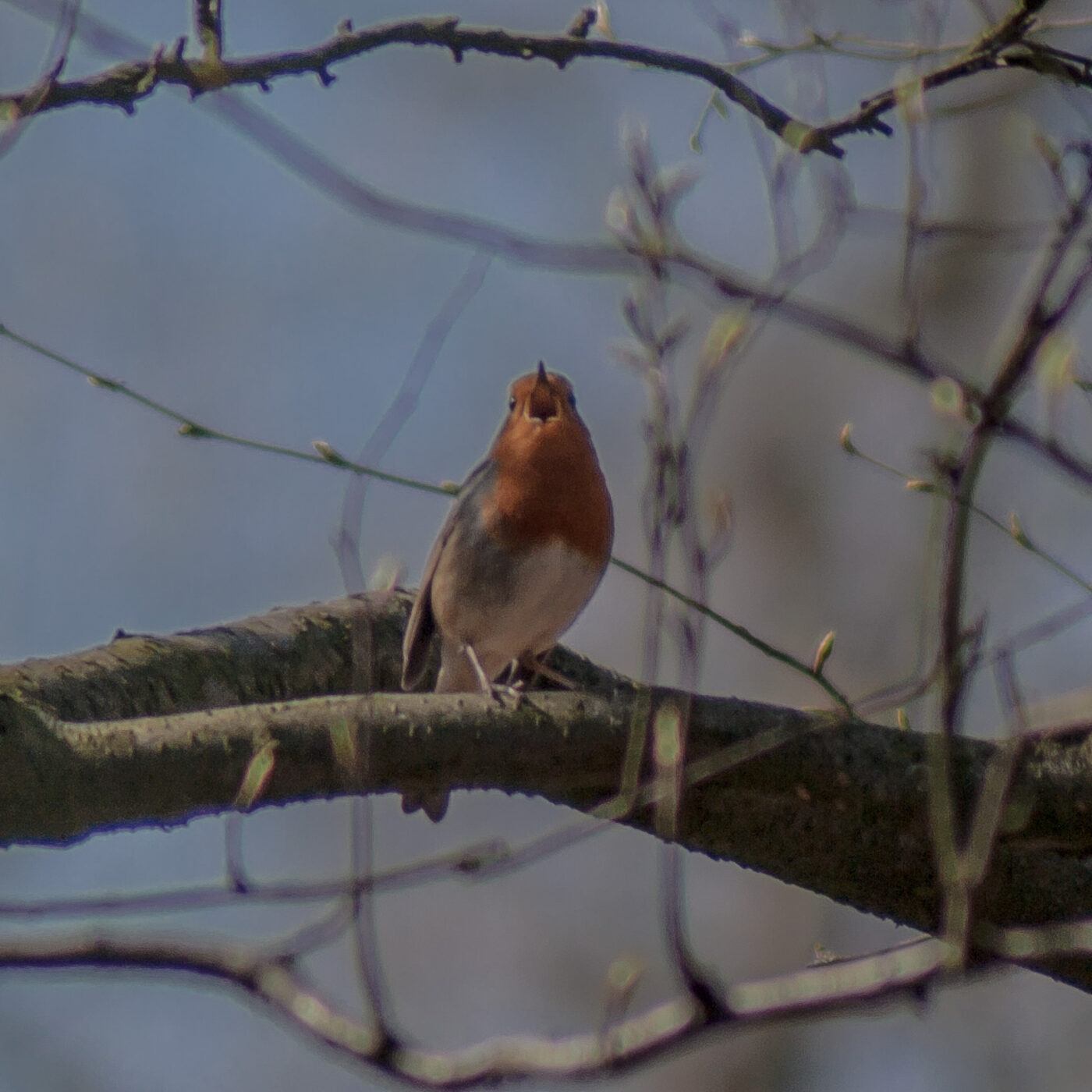 2017-03-26 - NSG Brandheide Recklinghausen
