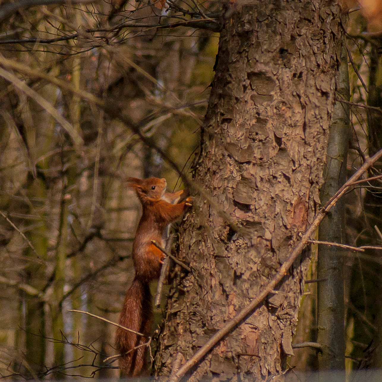 °eichhörnchen°