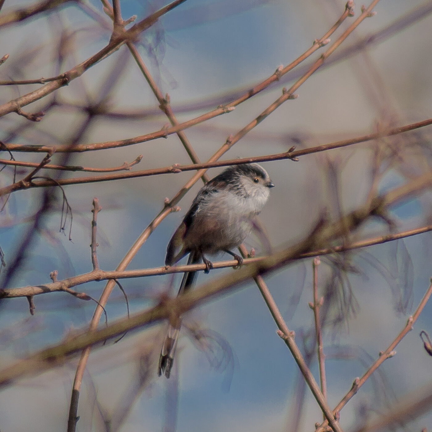 2017-03-26 - NSG Brandheide Recklinghausen