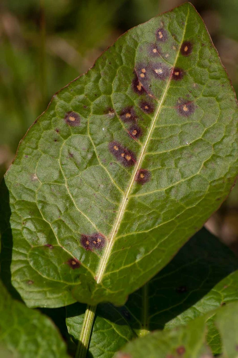 2017-03-26 - NSG Brandheide Recklinghausen