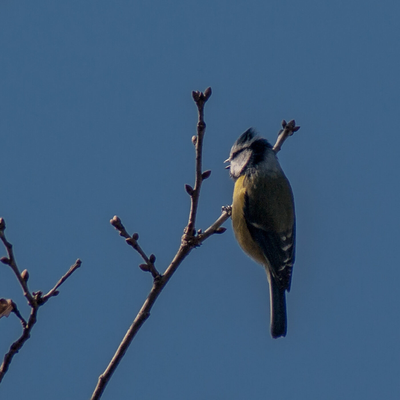 2017-03-26 - NSG Brandheide Recklinghausen