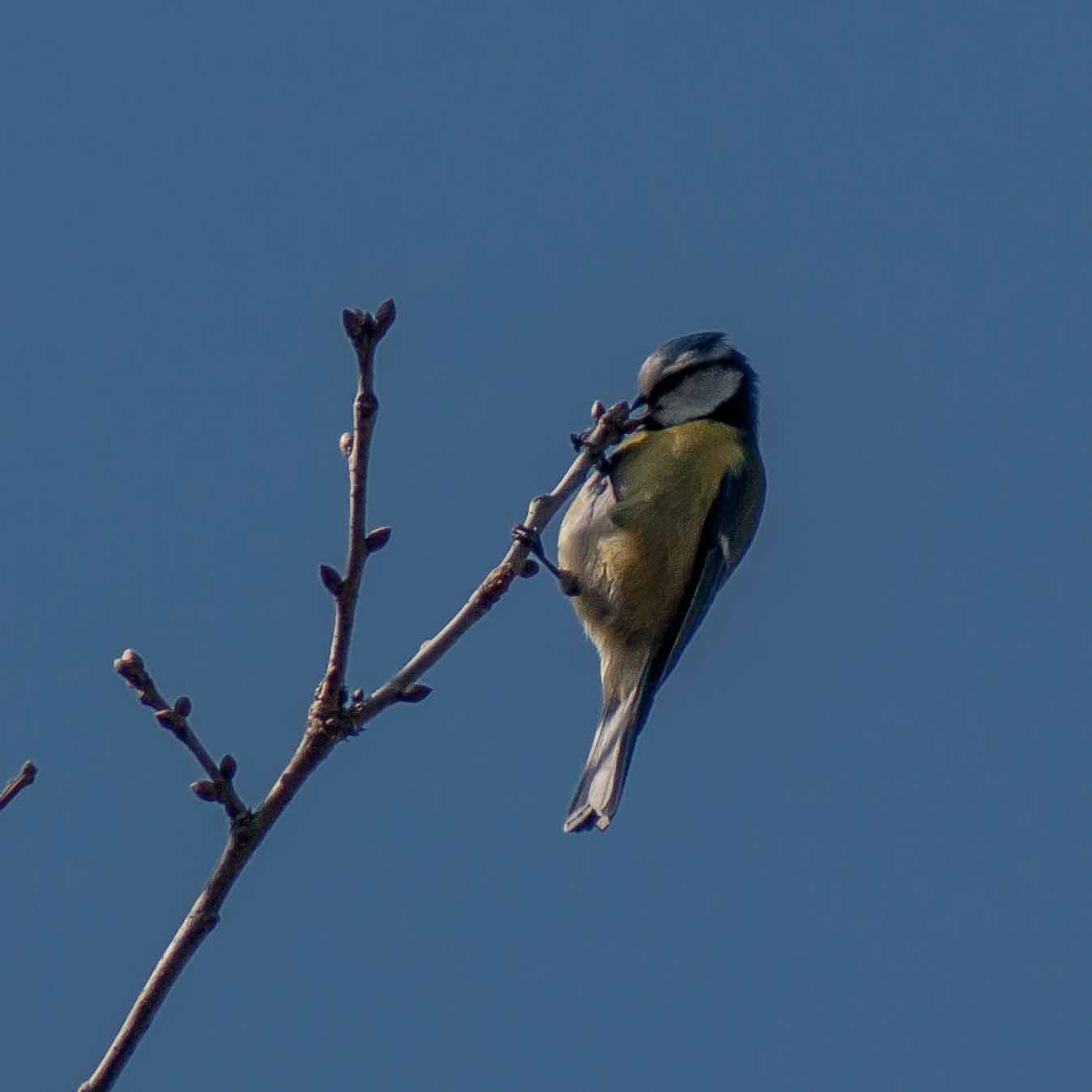 2017-03-26 - NSG Brandheide Recklinghausen
