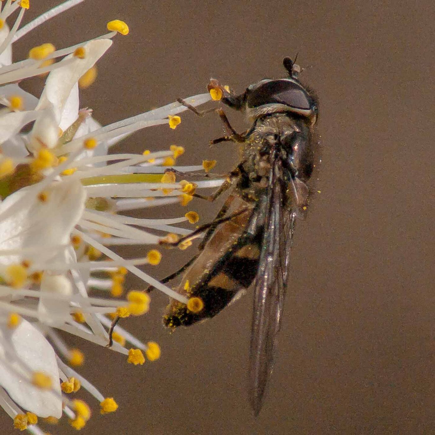 2017-03-26 - NSG Brandheide Recklinghausen