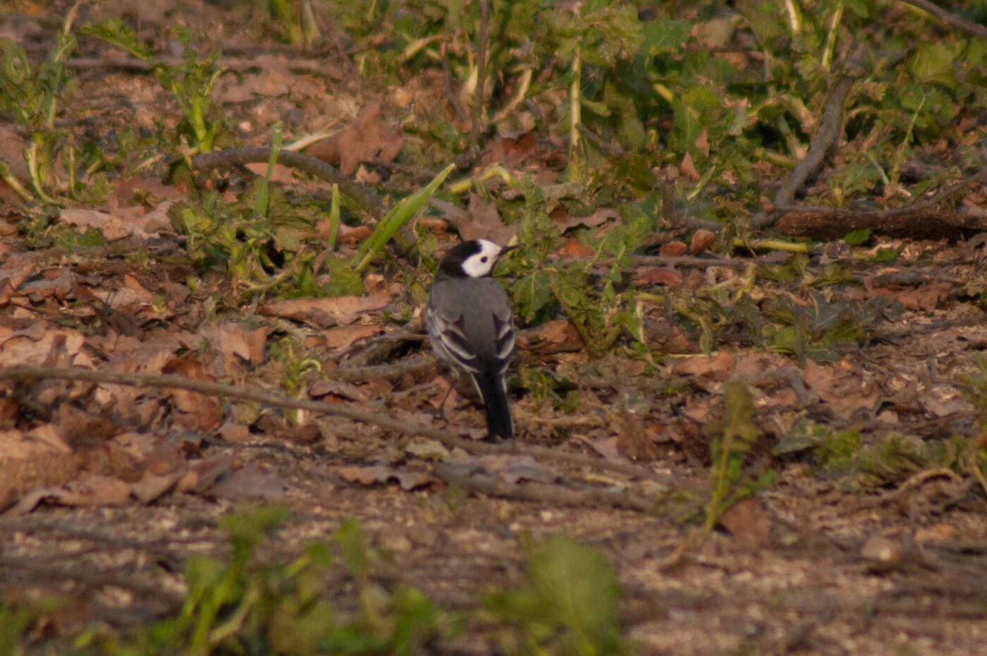 2017-03-28 - NSG Brandheide Recklinghausen