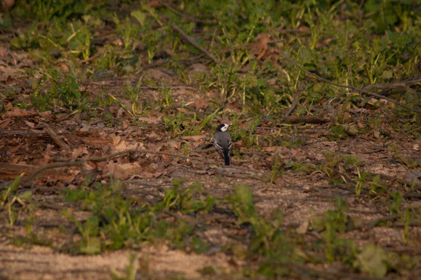 2017-03-28 - NSG Brandheide Recklinghausen