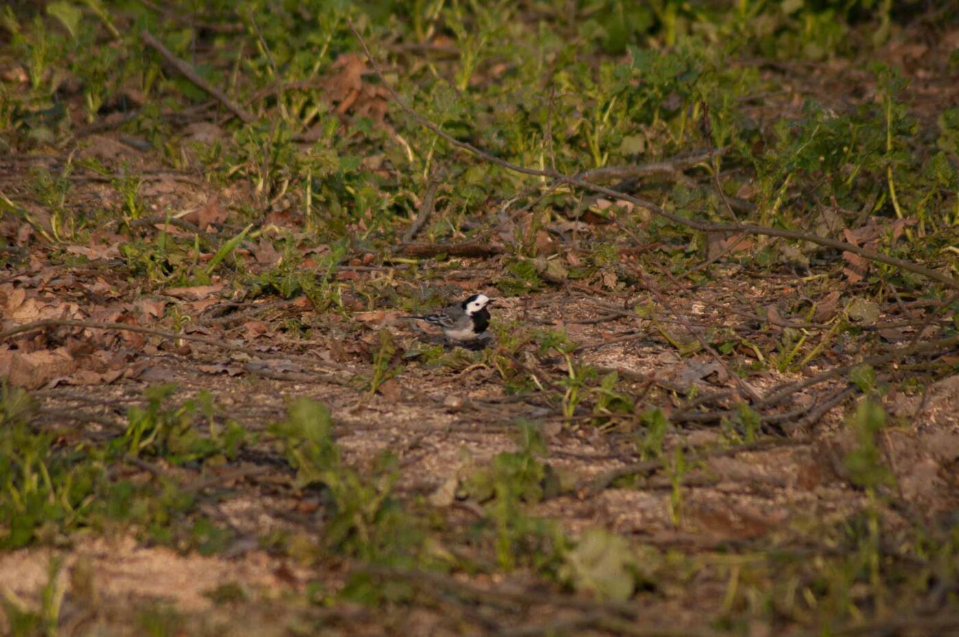 2017-03-28 - NSG Brandheide Recklinghausen