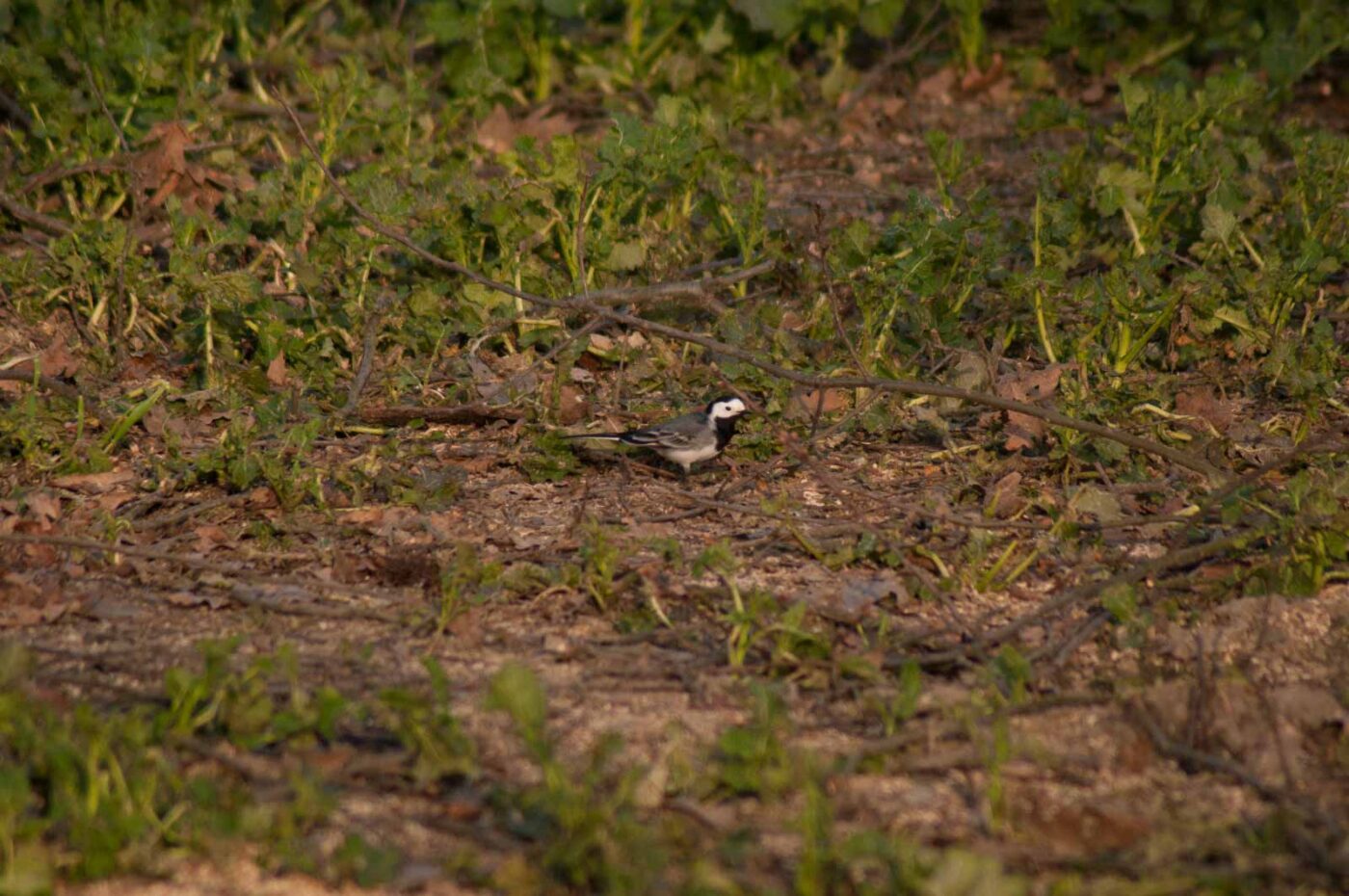 2017-03-28 - NSG Brandheide Recklinghausen