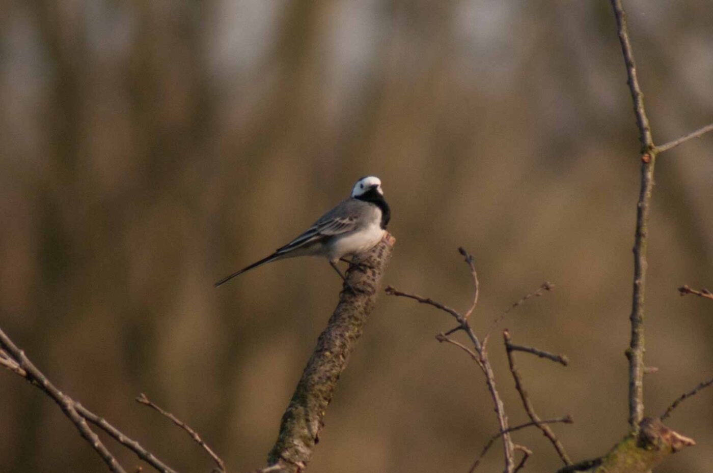 2017-03-28 - NSG Brandheide Recklinghausen