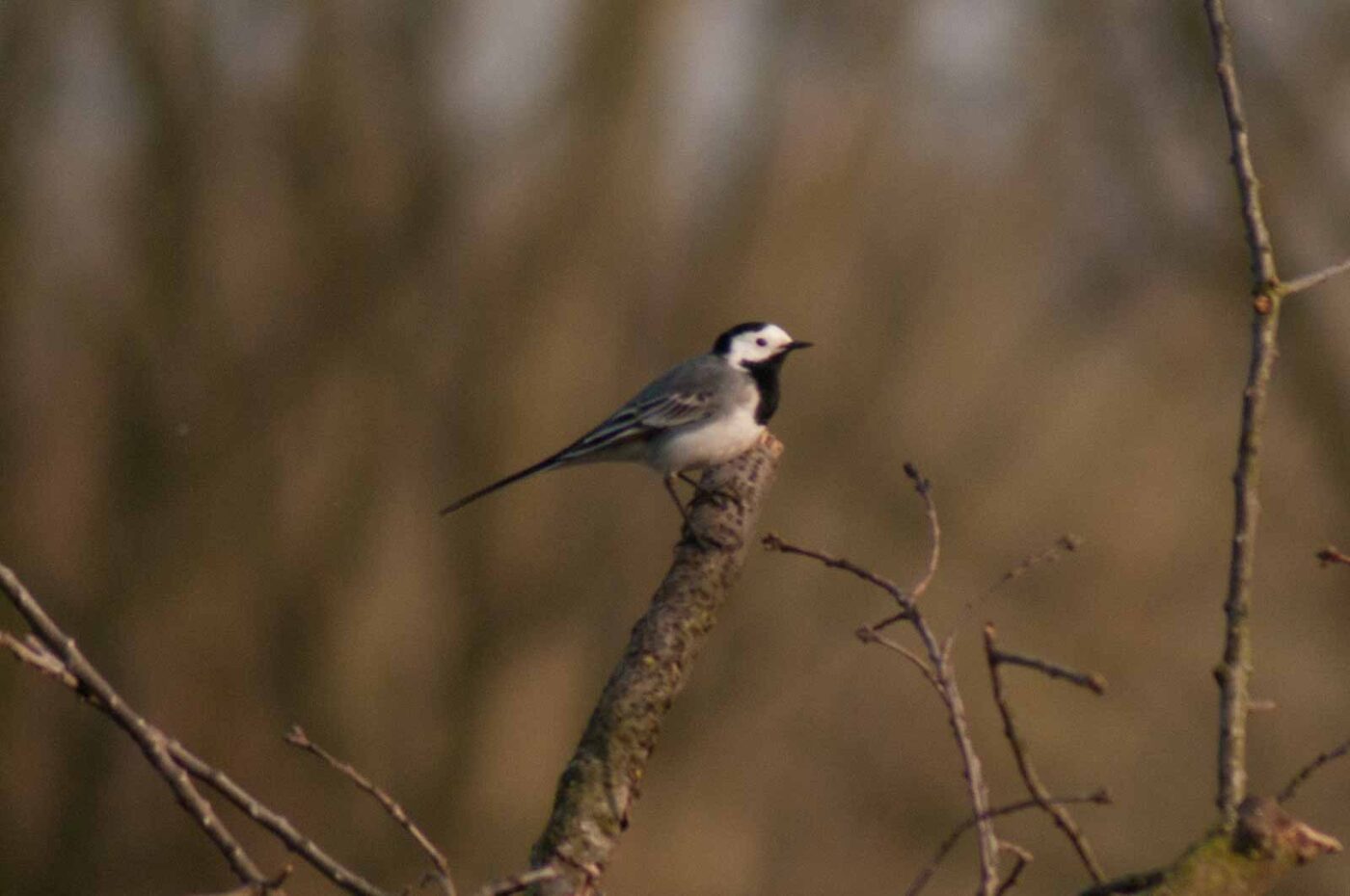 2017-03-28 - NSG Brandheide Recklinghausen