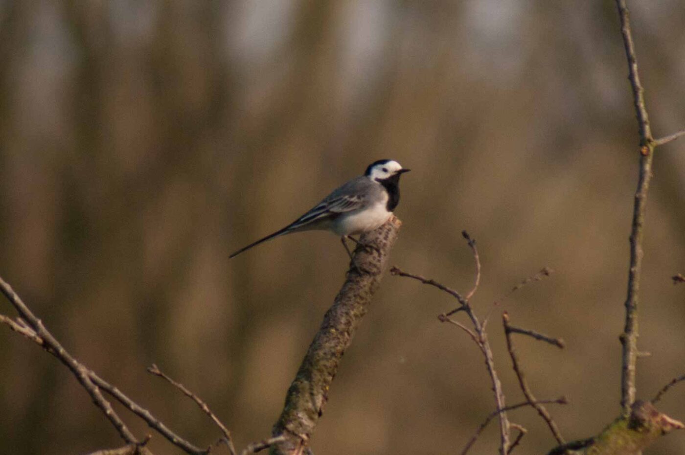 2017-03-28 - NSG Brandheide Recklinghausen