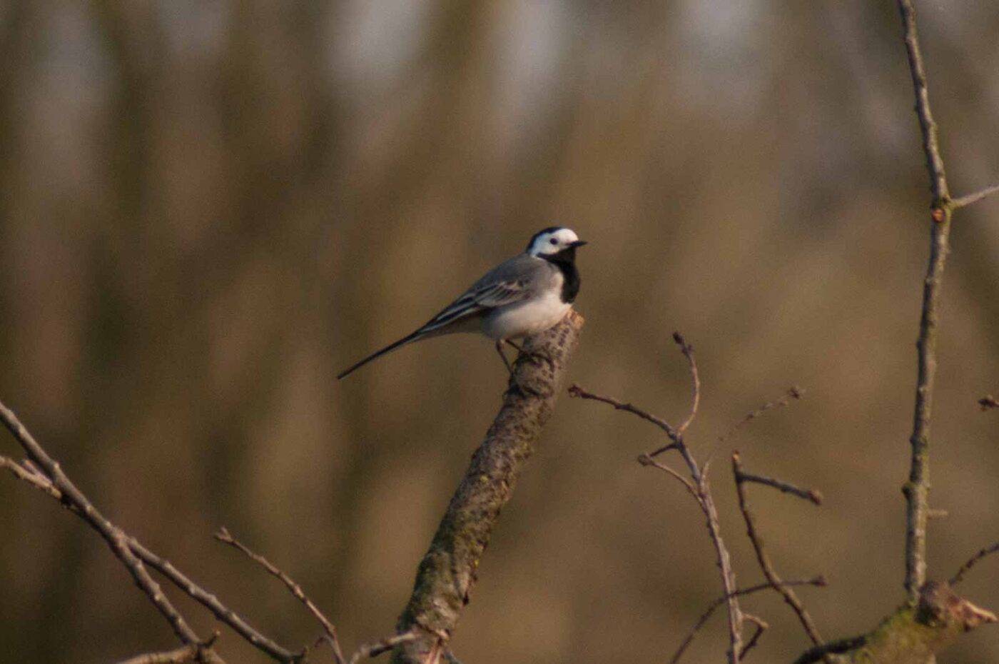 2017-03-28 - NSG Brandheide Recklinghausen