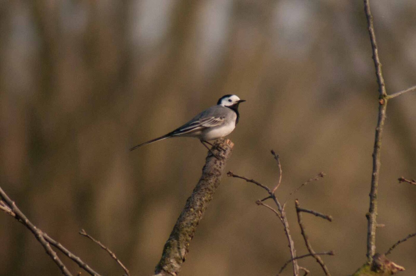 2017-03-28 - NSG Brandheide Recklinghausen
