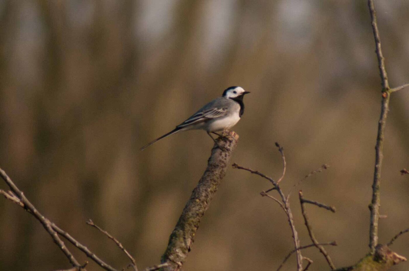 2017-03-28 - NSG Brandheide Recklinghausen