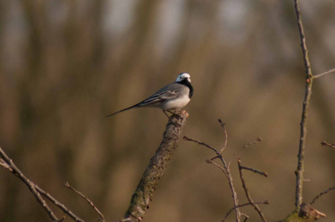 2017-03-28 - NSG Brandheide Recklinghausen